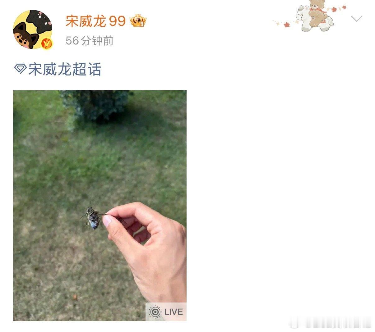 宋威龙知了大战迎来了最终大结局宋威龙这人太仁义了 抓起来教育了一顿就放过知了了哈