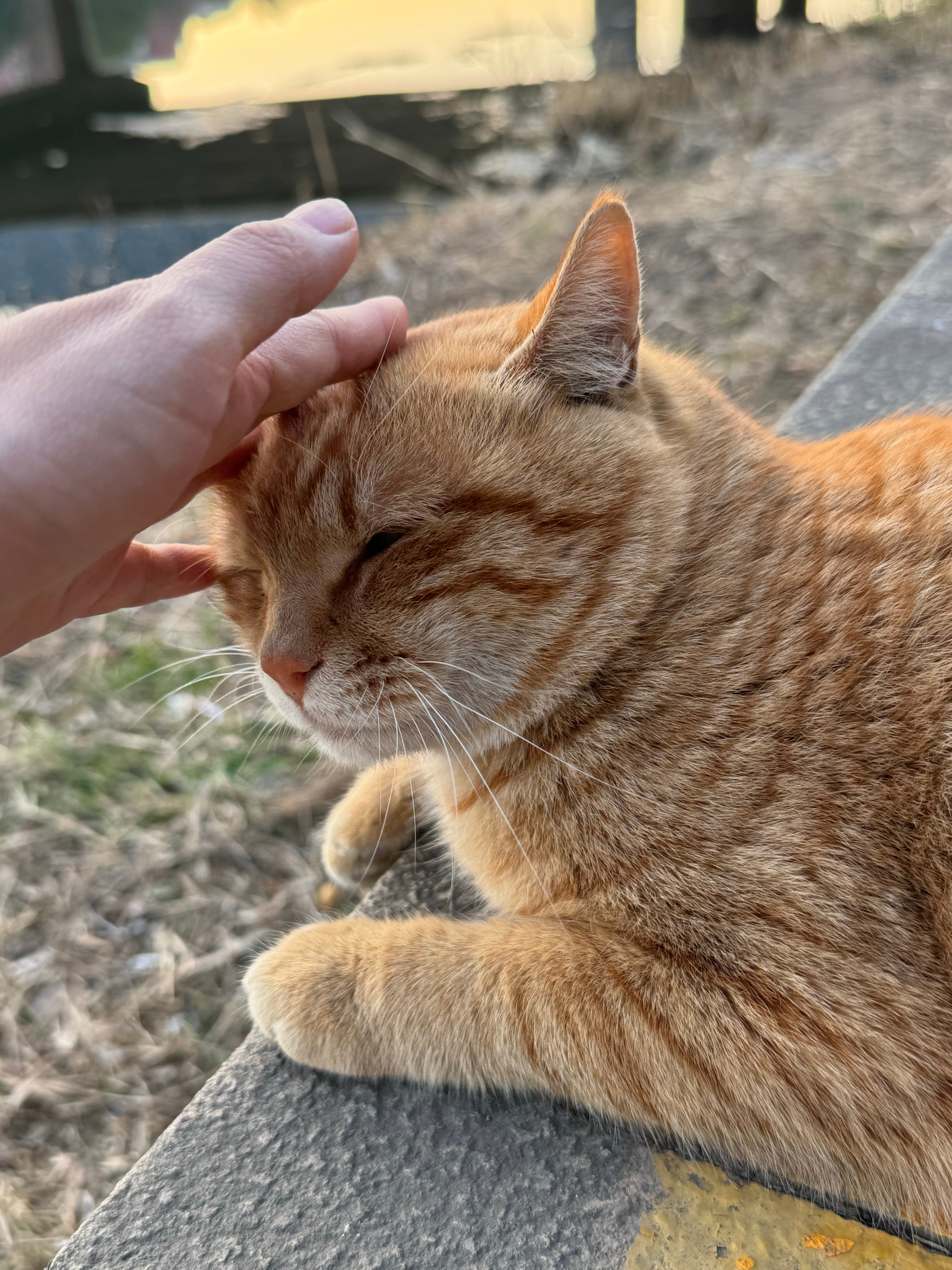 刚带安姐户外遇到一只流浪猫性格超级好，肚皮翻开随便摸有好人心在投喂猫粮的凭本事把