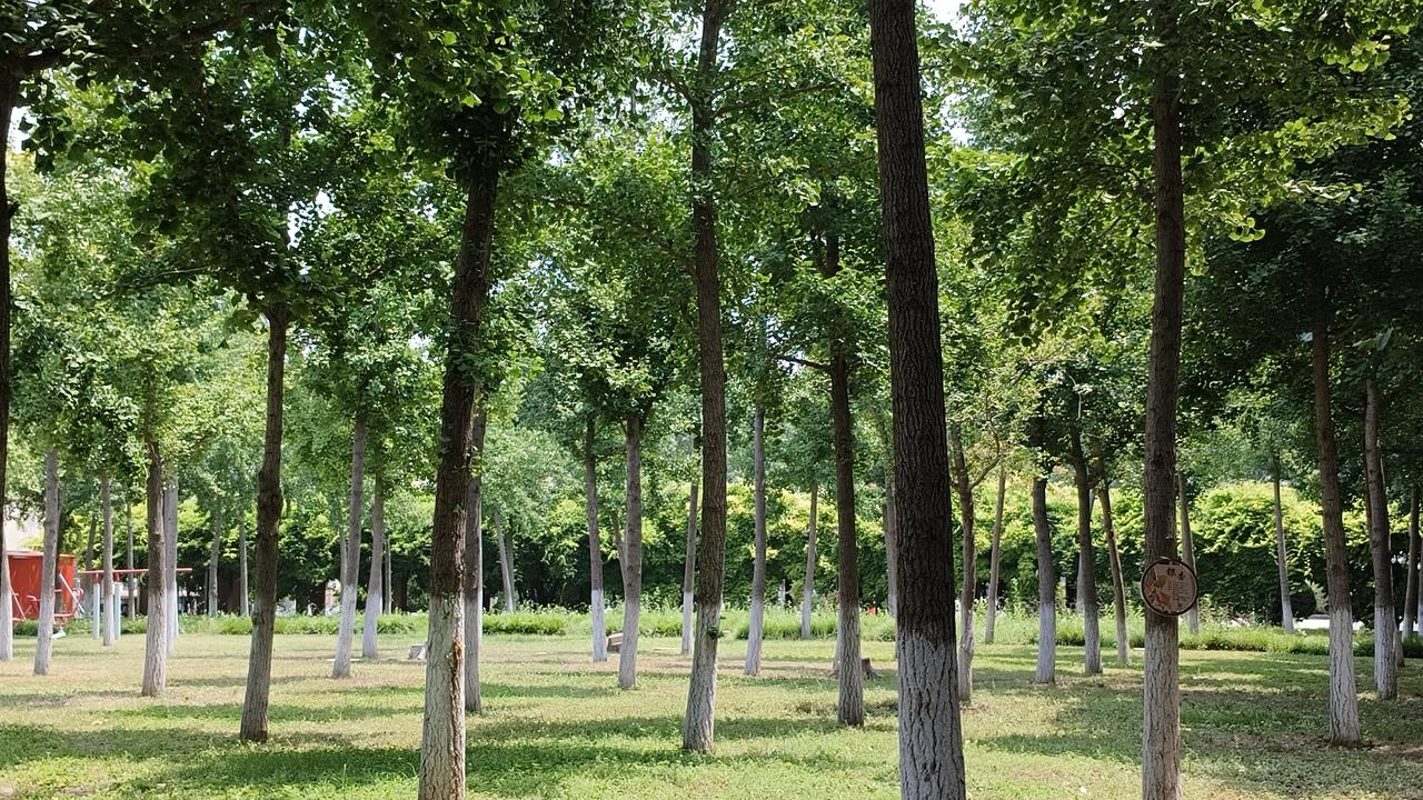 校园绿地：聊城大学的学生们的“秘密花园”

这片被树木环绕的绿地，是学生们的休闲