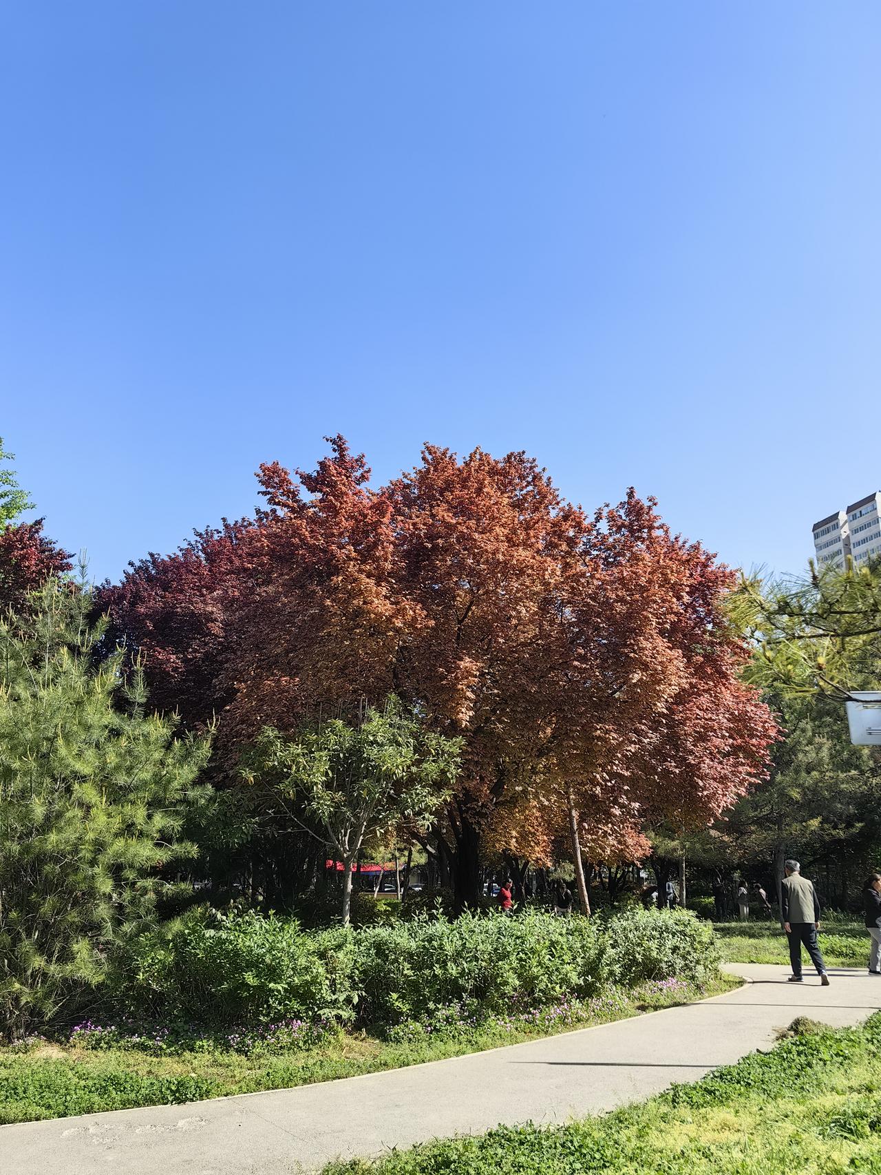 痔疮手术后的第四天，继续承受痛苦的折磨

昨天是我痔疮手术后的第四天，各种痛苦和