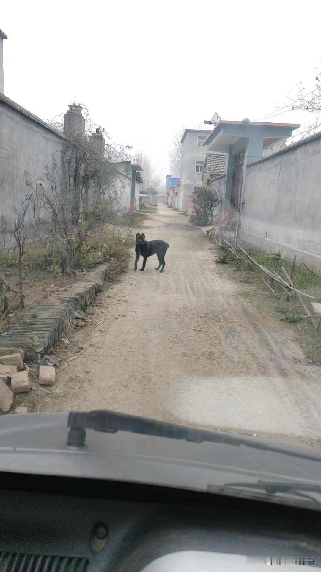 讨厌养狗不栓绳的人！

明天是交九，老爸让买点羊肉，给奶奶和姥姥家各送一点，给奶