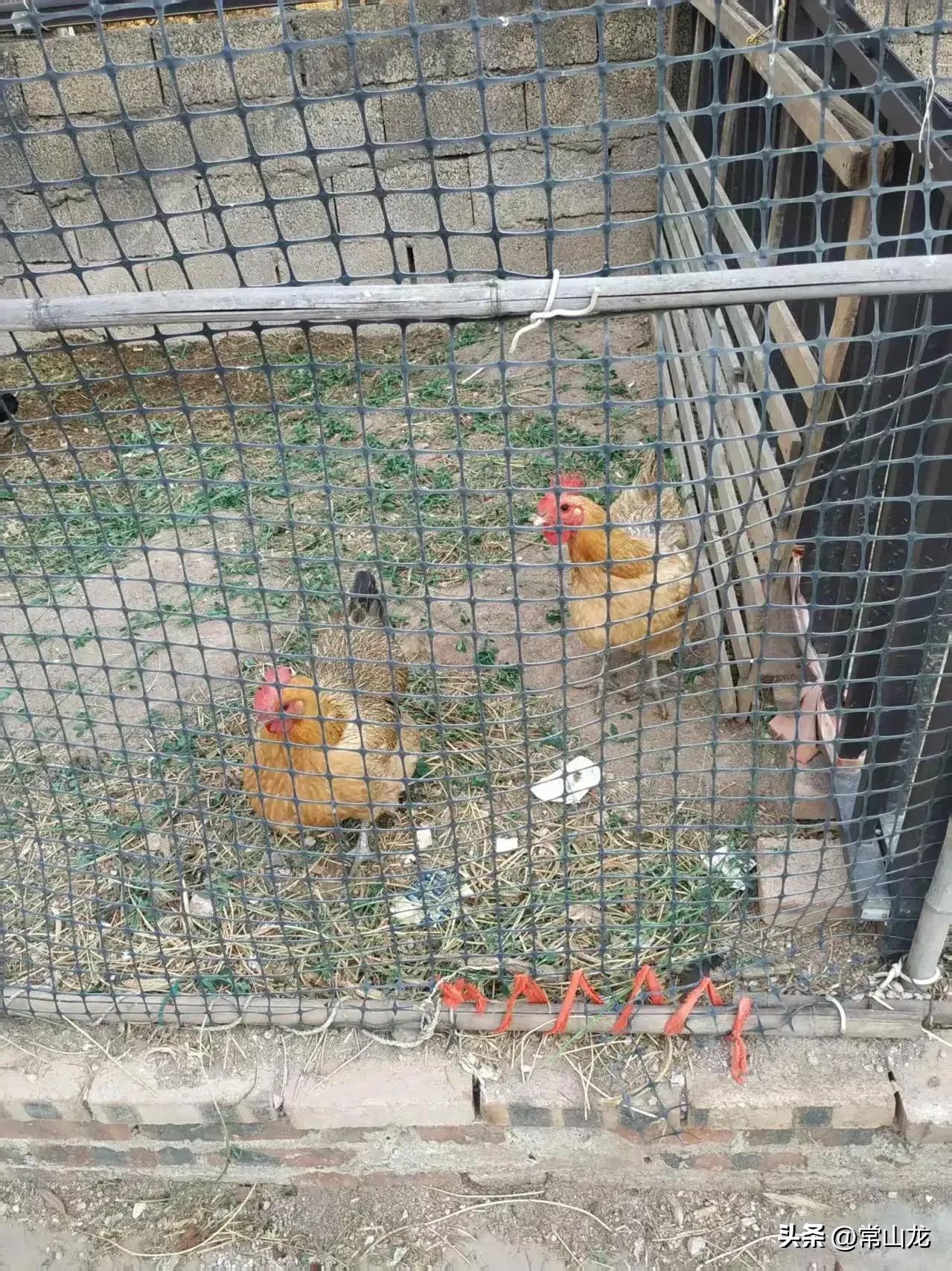 岳母家养的12只鸡，全部被黄鼠狼咬死了。
昨天晚上母女通话时，岳母向媳妇通报了这