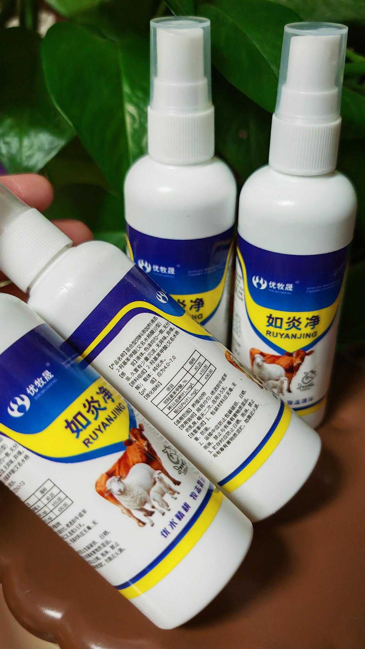 养羊人 农村养羊