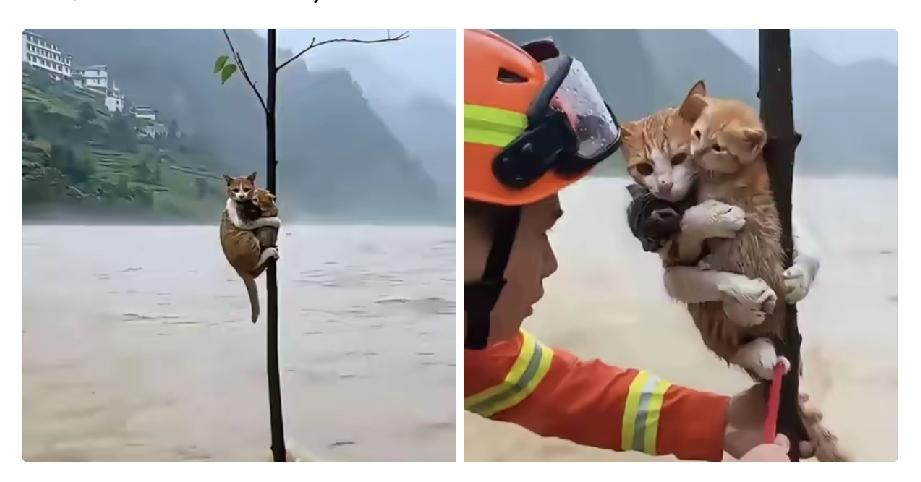 洪水中这只可怜的猫，抱着自己的两个孩子，使劲抓住了一棵树，就这样艰难的坚持着。