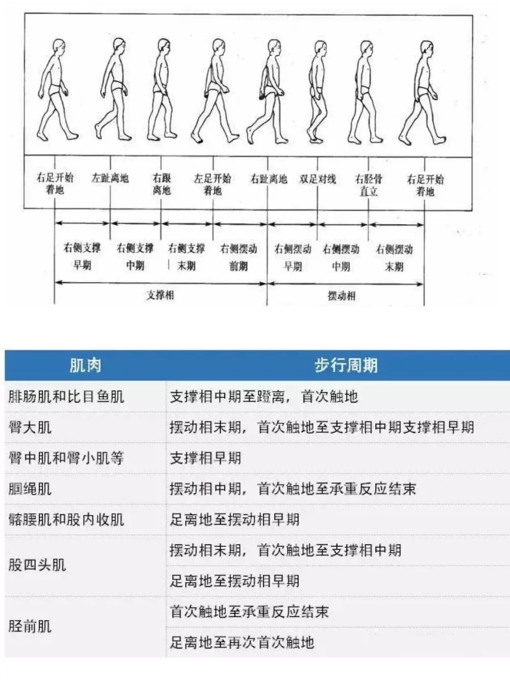 步态分析图