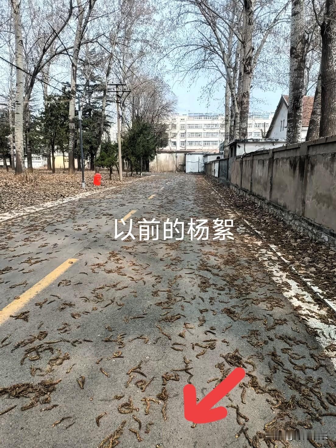以前的杨絮都是一串一串的掉下来
现在的跟羊毛大雪一样
以前也没有打药啥的，树还是