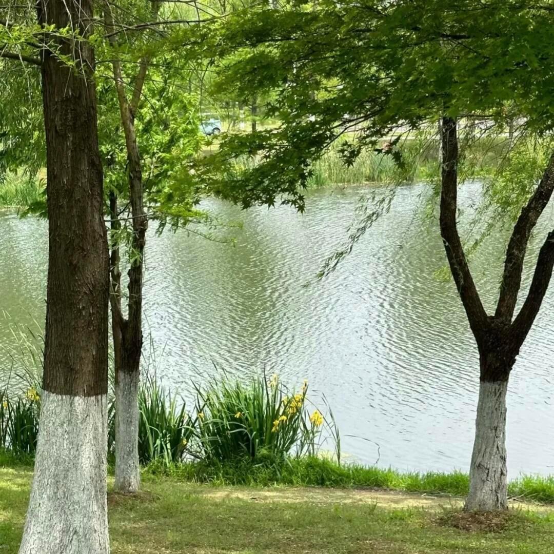 丰富一下绿色自然系背景图 ‪.ᐟ‪.ᐟ 盛夏壁纸大放送动漫仲夏狂欢季