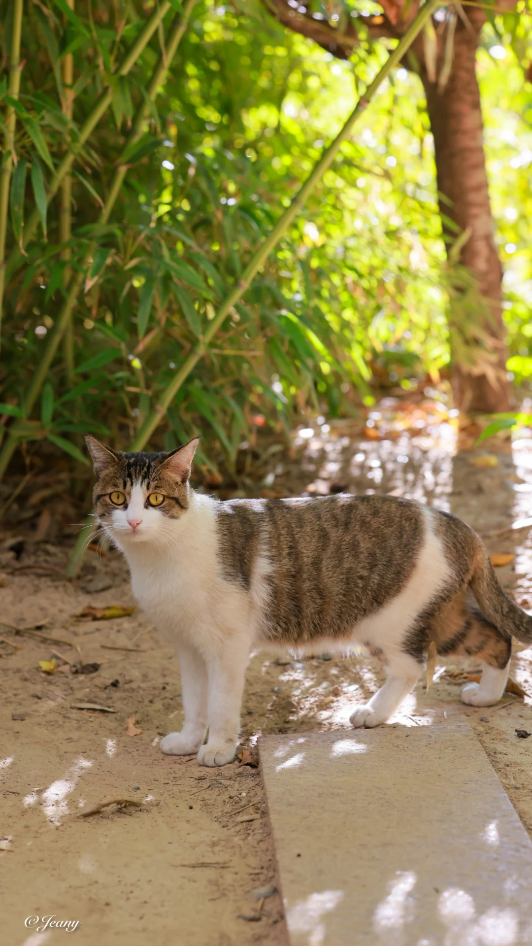 爱晒太阳的猫咪🐈尽情享受阳光☀️