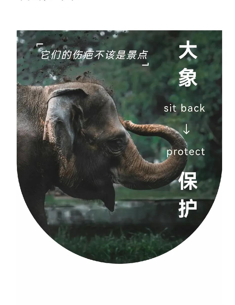 你在景区，摸过温顺合影的大象吗？
你注意过，它们耳后、脸颊溃烂的伤疤吗？
那是铁