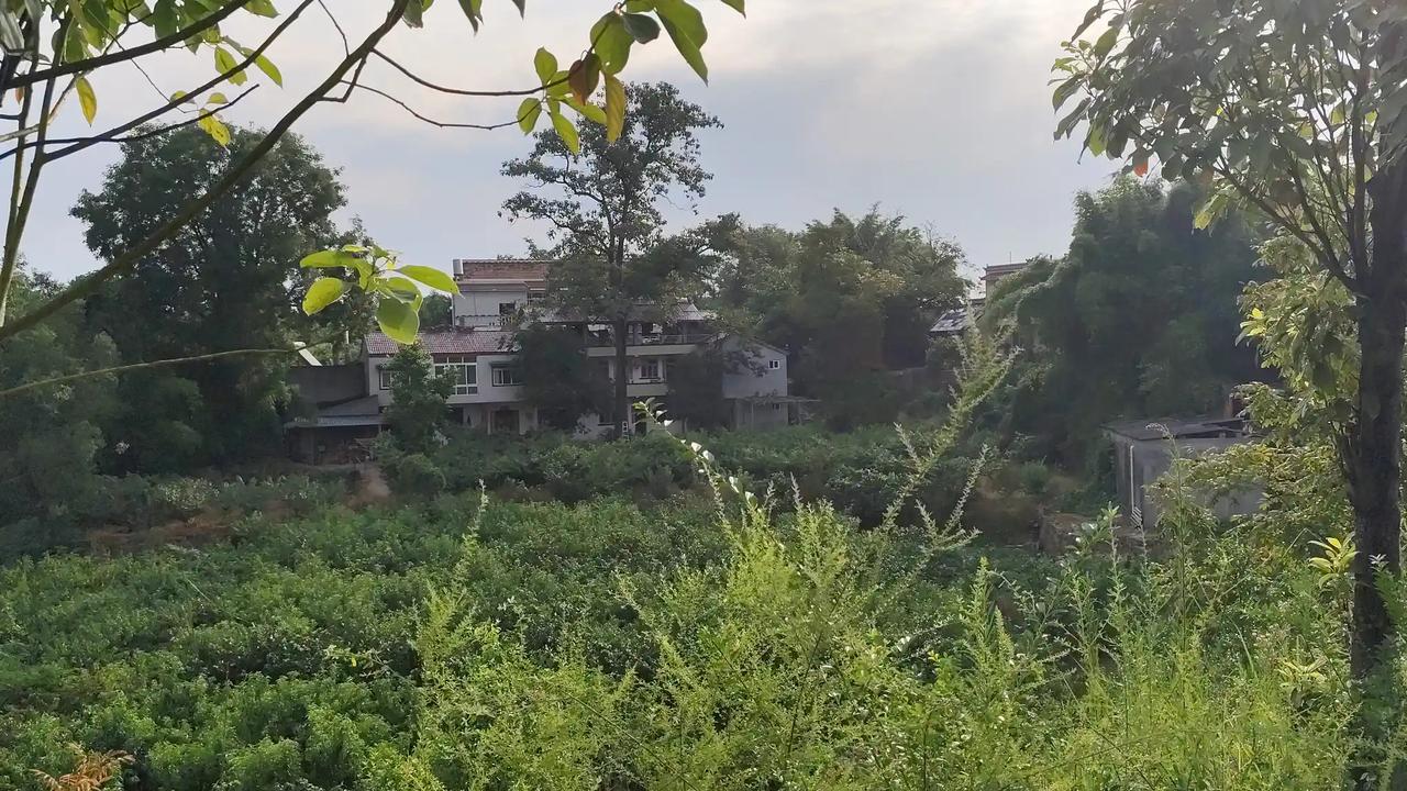 夏日炎炎，在乡村里总是有这样绿意盎然的景色！再伴着蛙叫虫鸣声悦耳，身心也舒畅了许