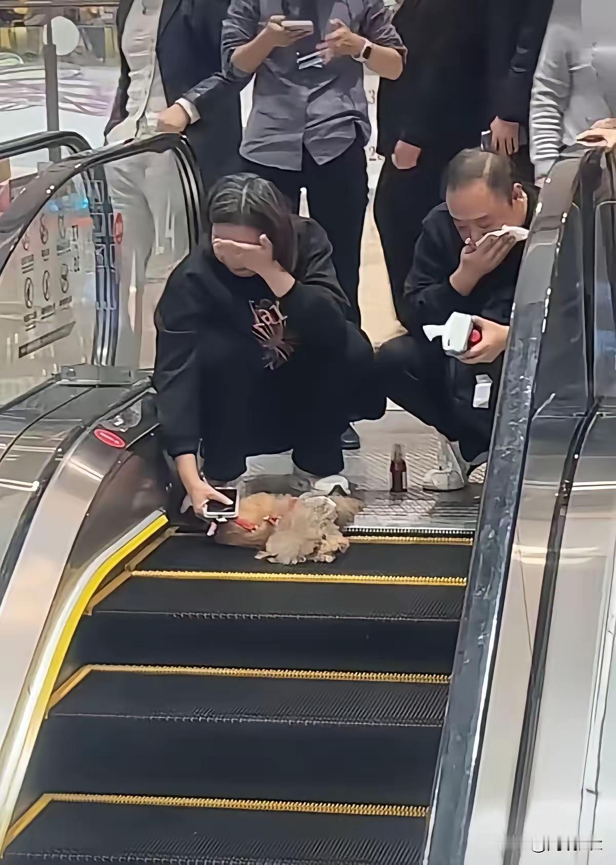 痛失爱狗！
挺好！教育了很多很多自以为是的人，宠物不能进入商场，夫妻俩是明知故犯