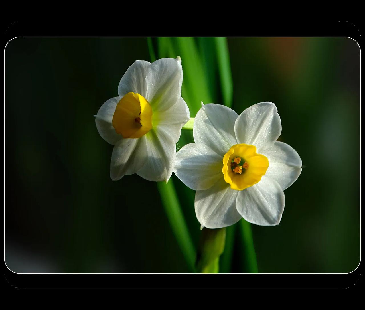 《盆栽的水仙花》
邻居家的水仙花，盆栽的。水仙花，又名凌波仙子，纯洁高雅。

【