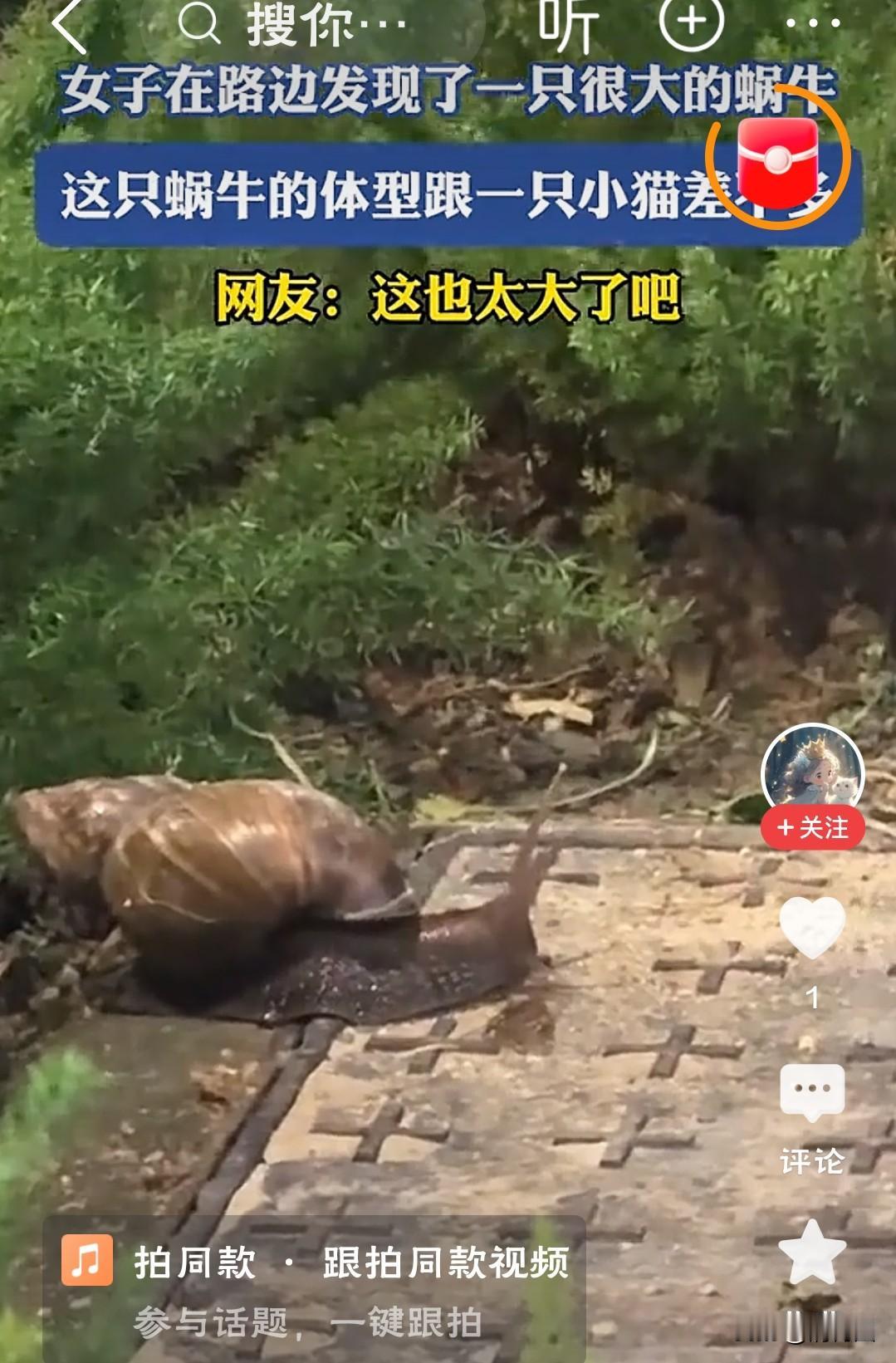 广州绿化带惊现拳头大蜗牛「绿化带养出拳头大的‘外地员工’——非洲大蜗牛，只可拍照