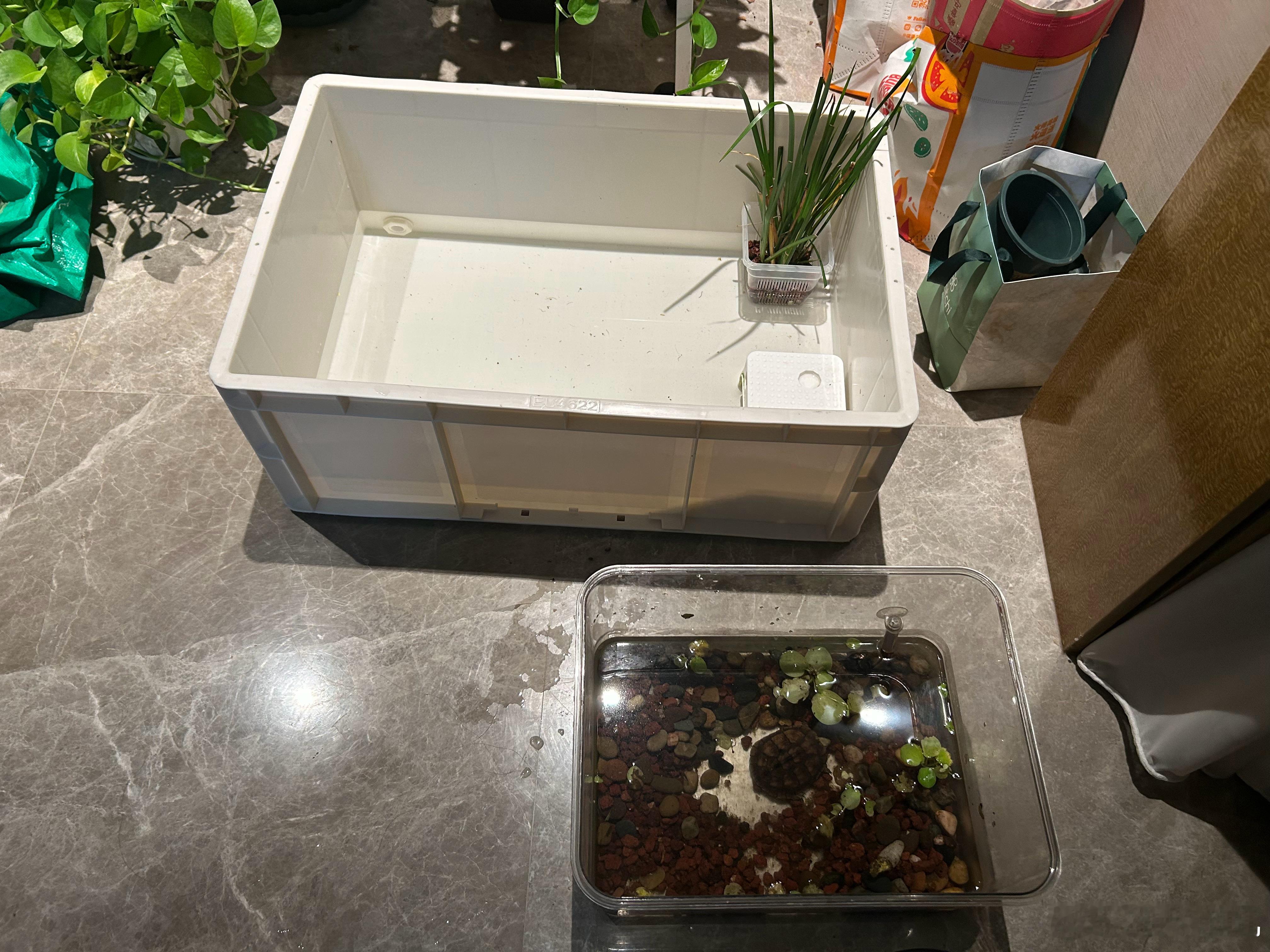 今天把大王和小兲合缸了。晒台拿到新缸里了。水草快被小兲吃光了，还剩下一片大的自己