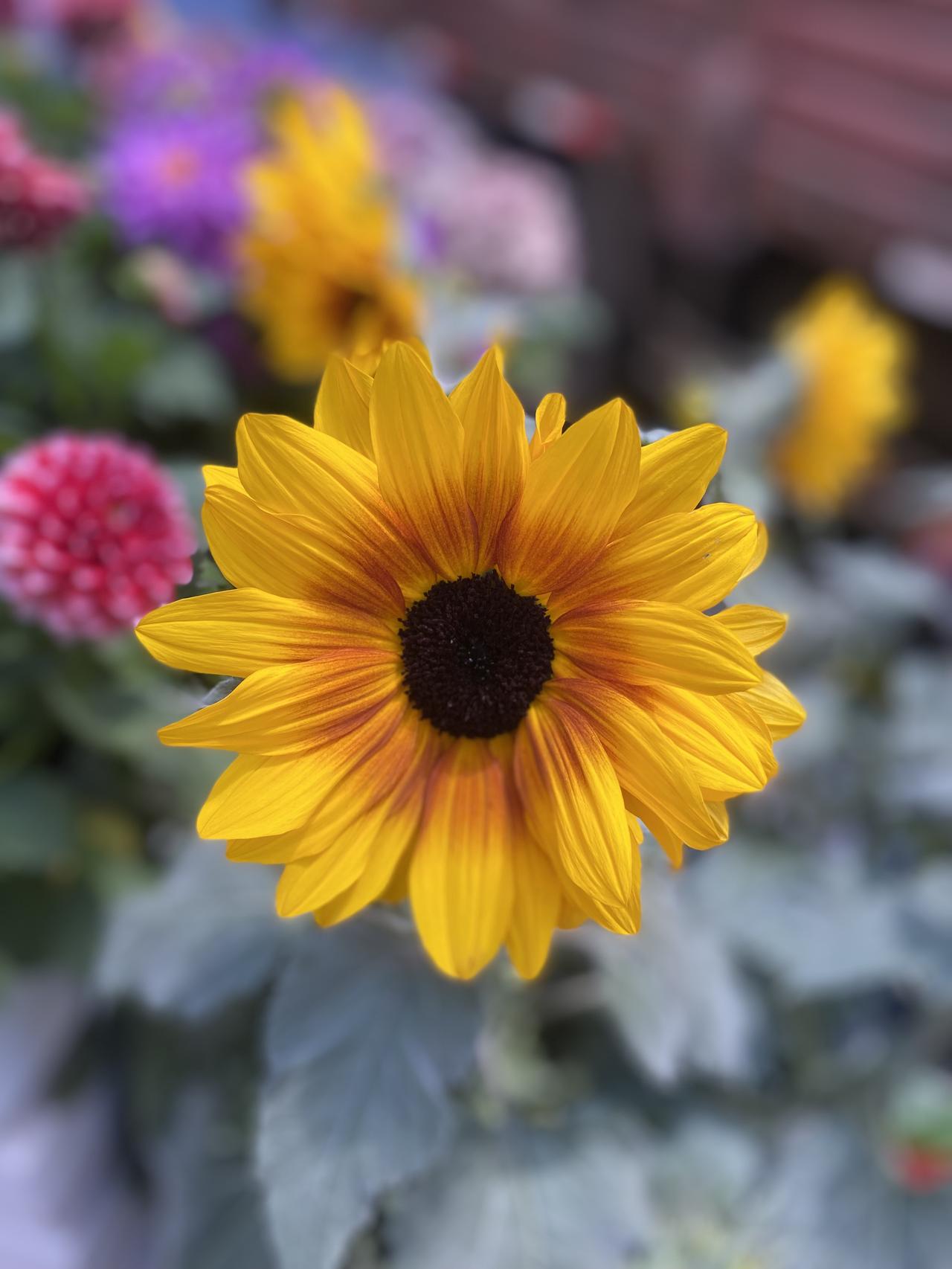 分享一张你最近拍的花向日葵🌻