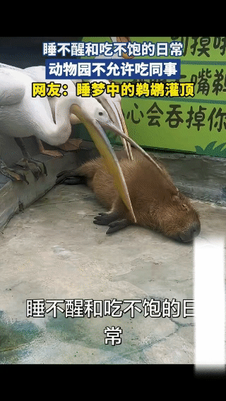 看完视频终于知道什么叫“鹈鹕灌顶”，
一个是吃不饱，一个是睡不醒，…