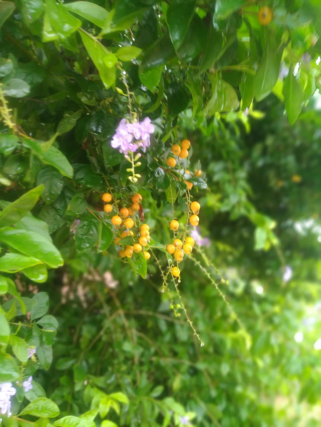 #出门去踏秋#秋天，一个充满魅力的季节，以其独有的方式吸引着我们。当我们踏出家门