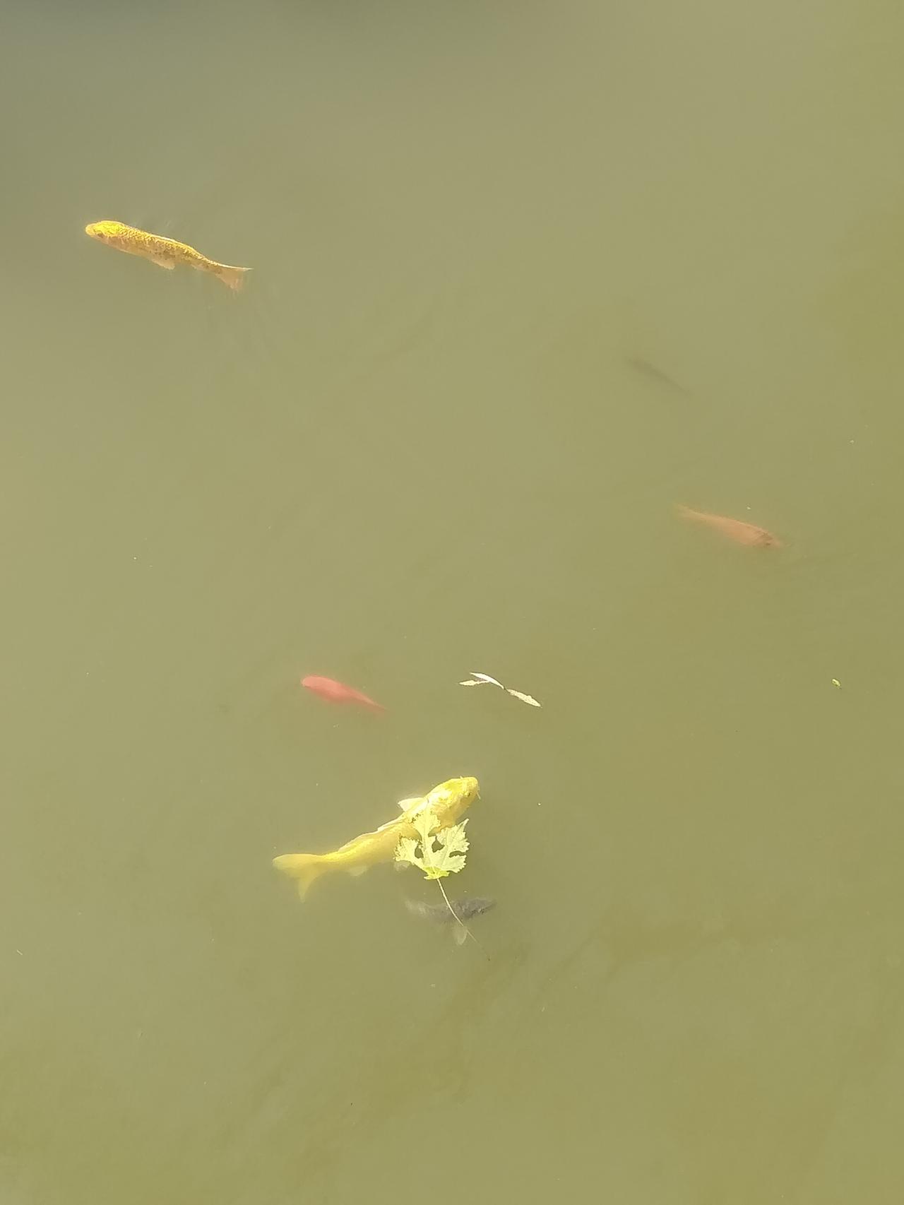 上联：松叶竹叶叶叶翠，如何对下联红鱼黄鱼鱼鱼鲜