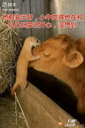 黄鼠狼今天想干一票大的～