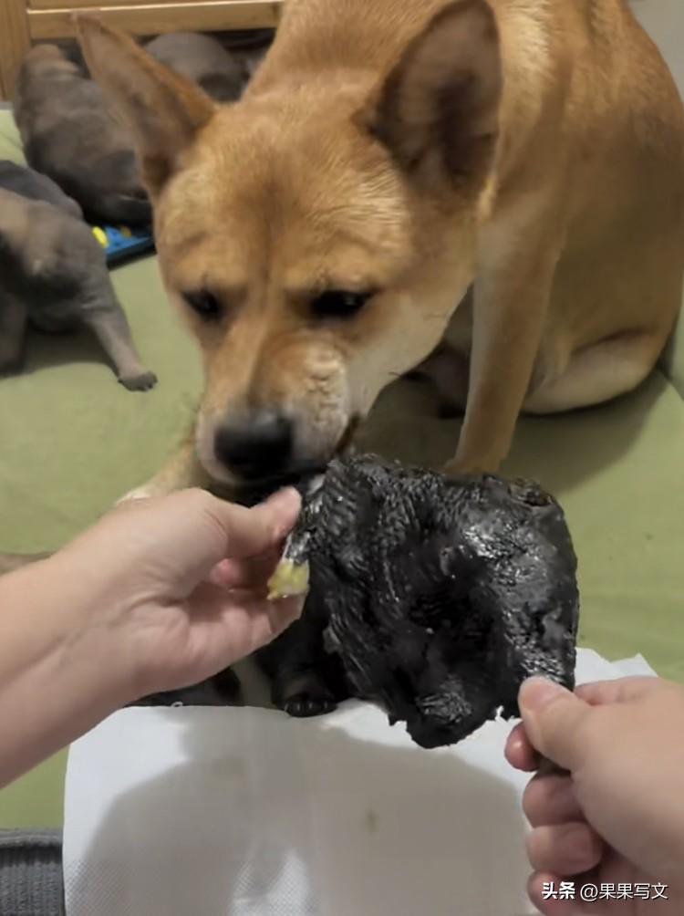 网友坐不住了！广西一只中华田园犬吃上月子餐了，乌鸡汤、猪蹄汤、白灼大虾，餐餐不重