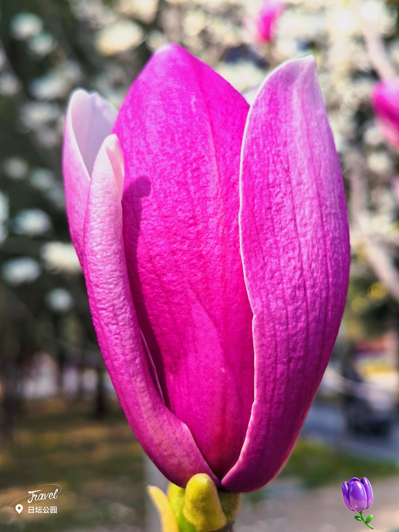 发一张你相册最近拍的花 大自然美景，随手一拍 公园城市有多美