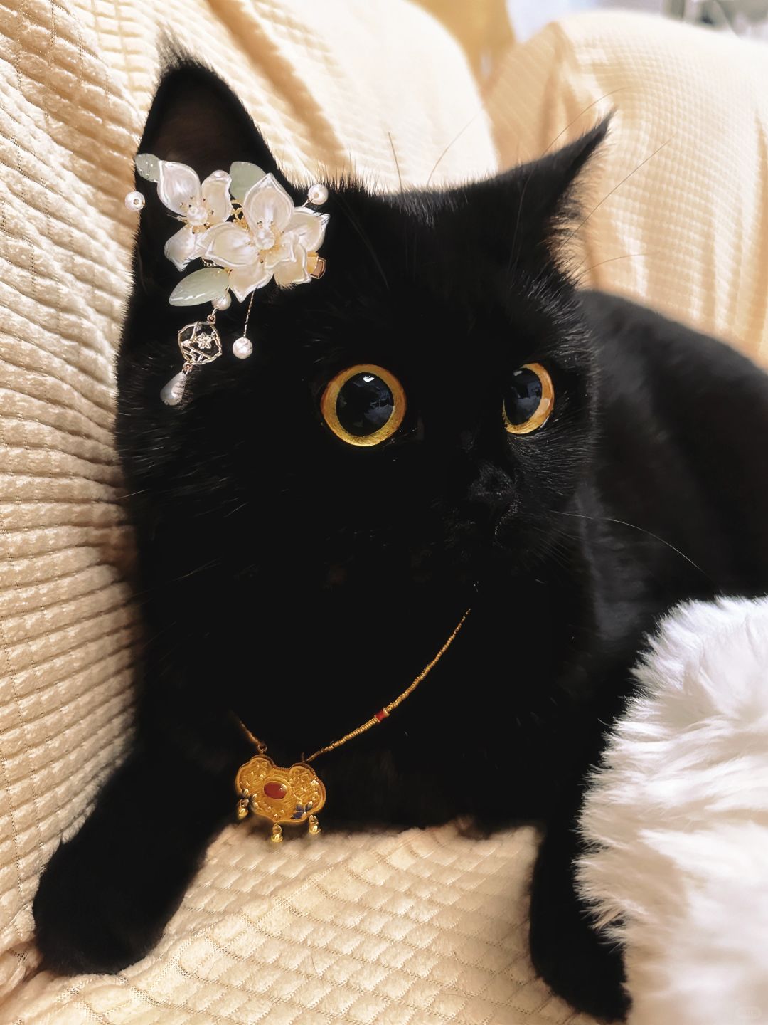 请大家暂停手上的事来批评这只小猫