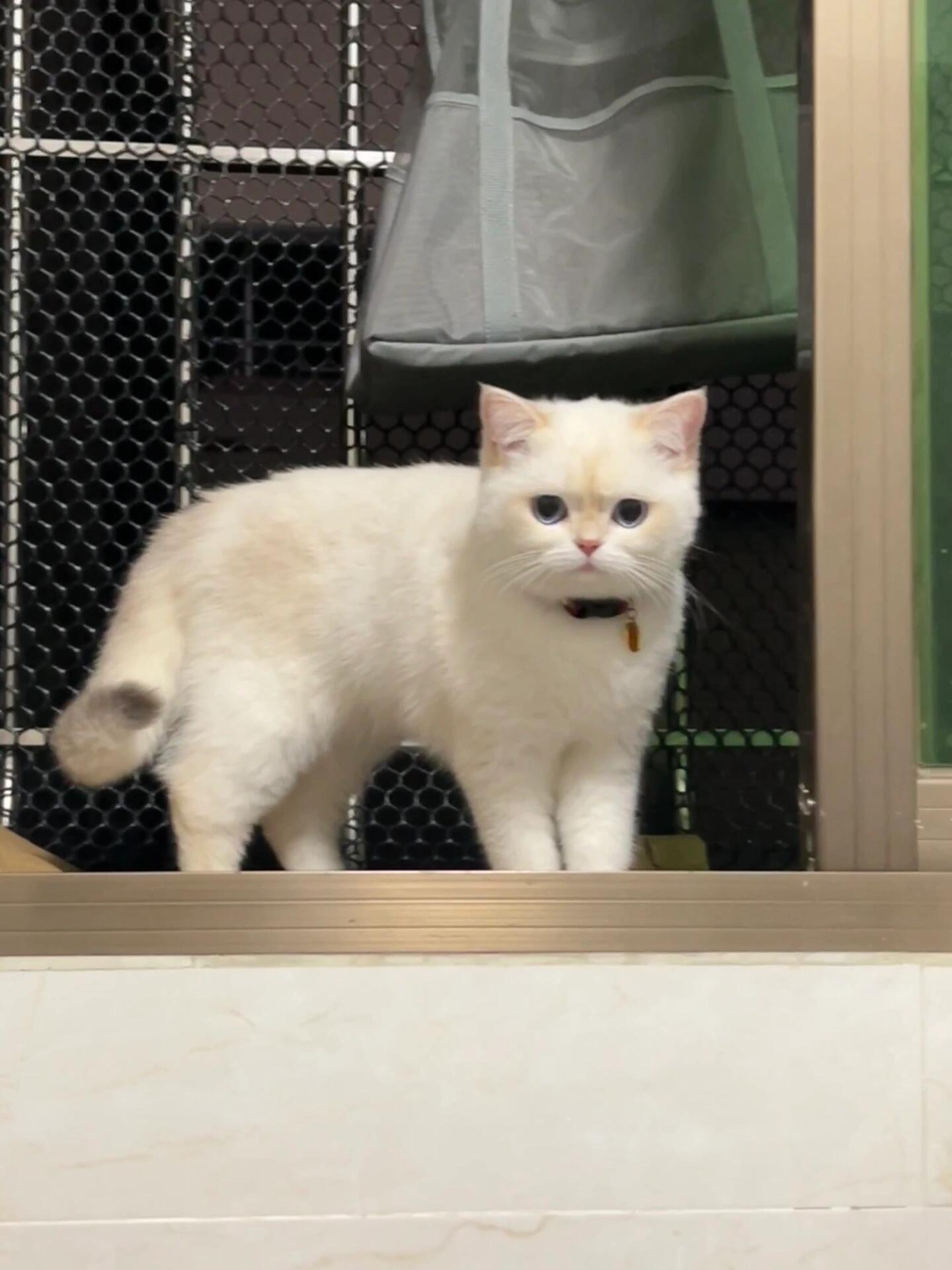 旺仔小馒头⌯'Ⱉ'⌯