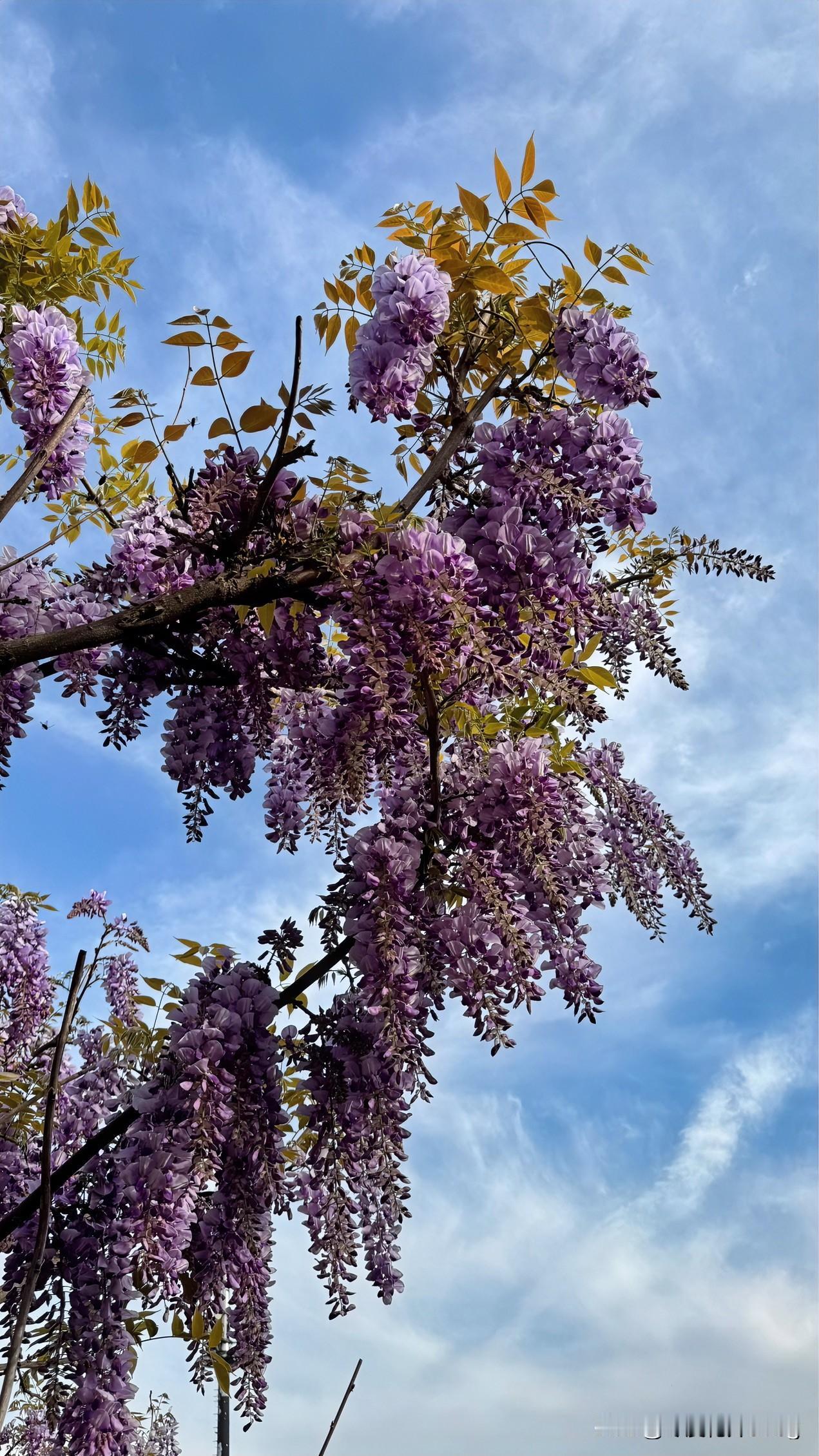 我喜欢拍照片，给大家看一下今天西安植物园拍的西安春天打卡 西安公园之景 西安花拍