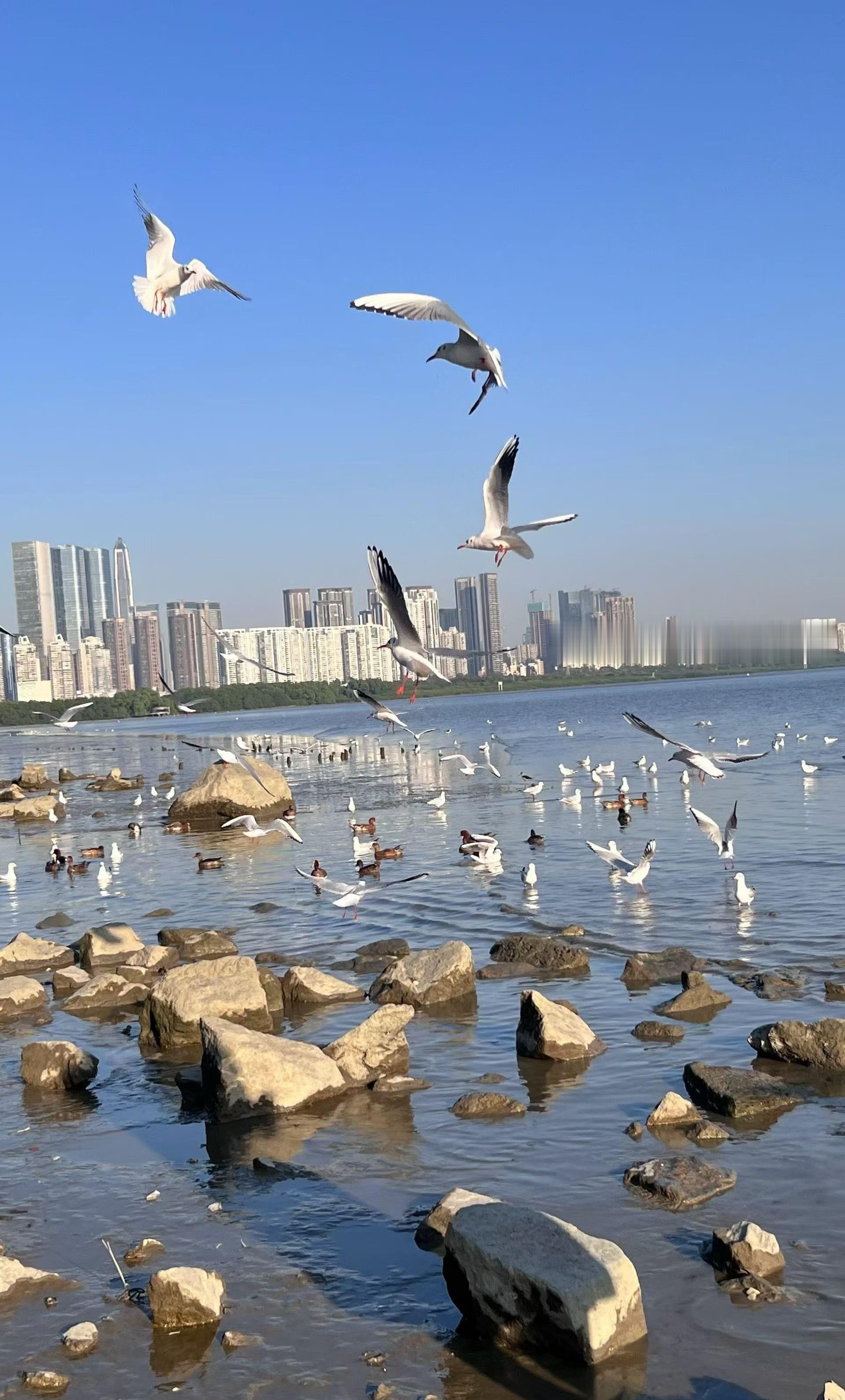 来自西伯利亚的信使🕊️