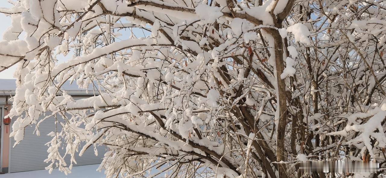 天南地北大拜年戳这里，一起放烟花>农村过个年，真累呀！又是扫雪又是伺候老人又是准