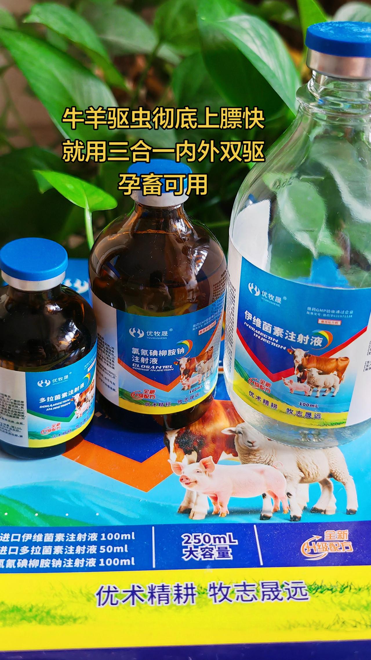养羊人 牛羊驱虫 农村养羊牛羊养殖