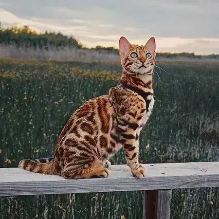 5800元买的猫，还没养上几天，身价翻了十倍！山东济南陈女士刚买的猫没几天，就接