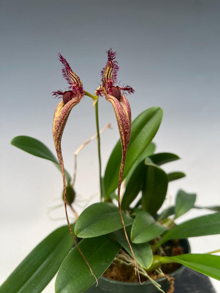 Bulbophyllum Doris Dukes
（Bulb. fascinat