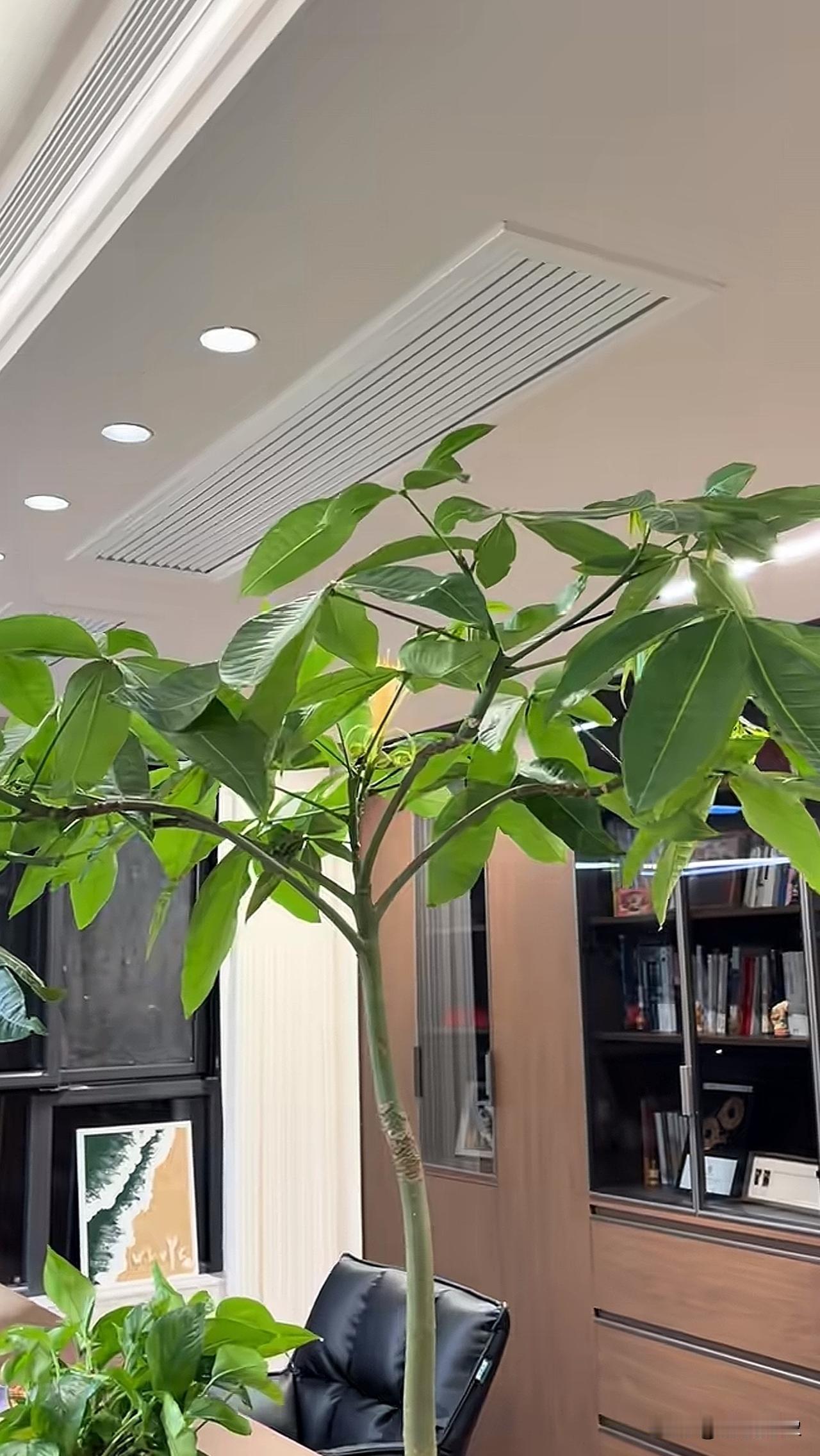 发财树竟然开花了，谁见过