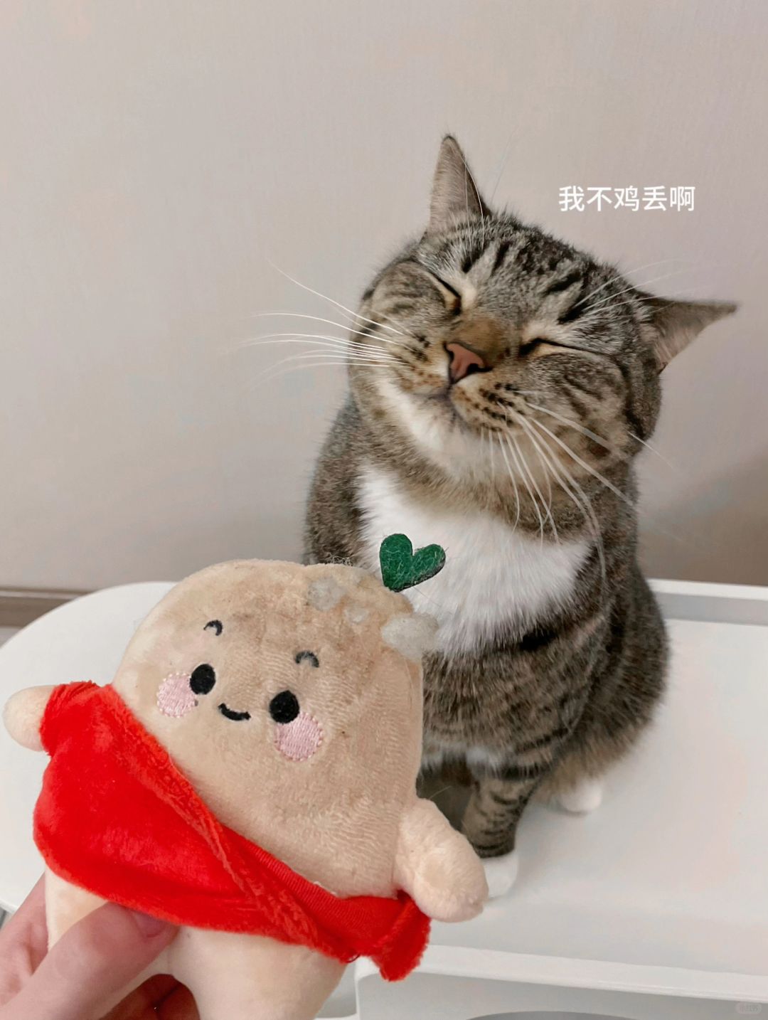 这下总不能说猫好了吧？？？