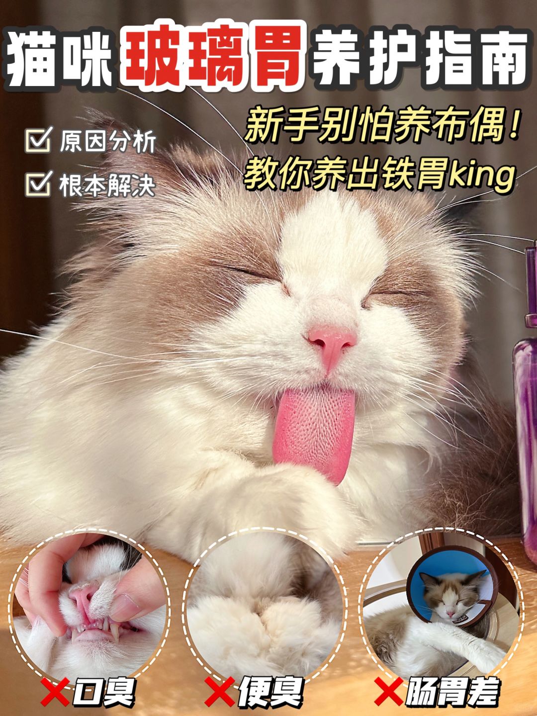 猫咪玻璃肠胃进！新手也别怕养布偶