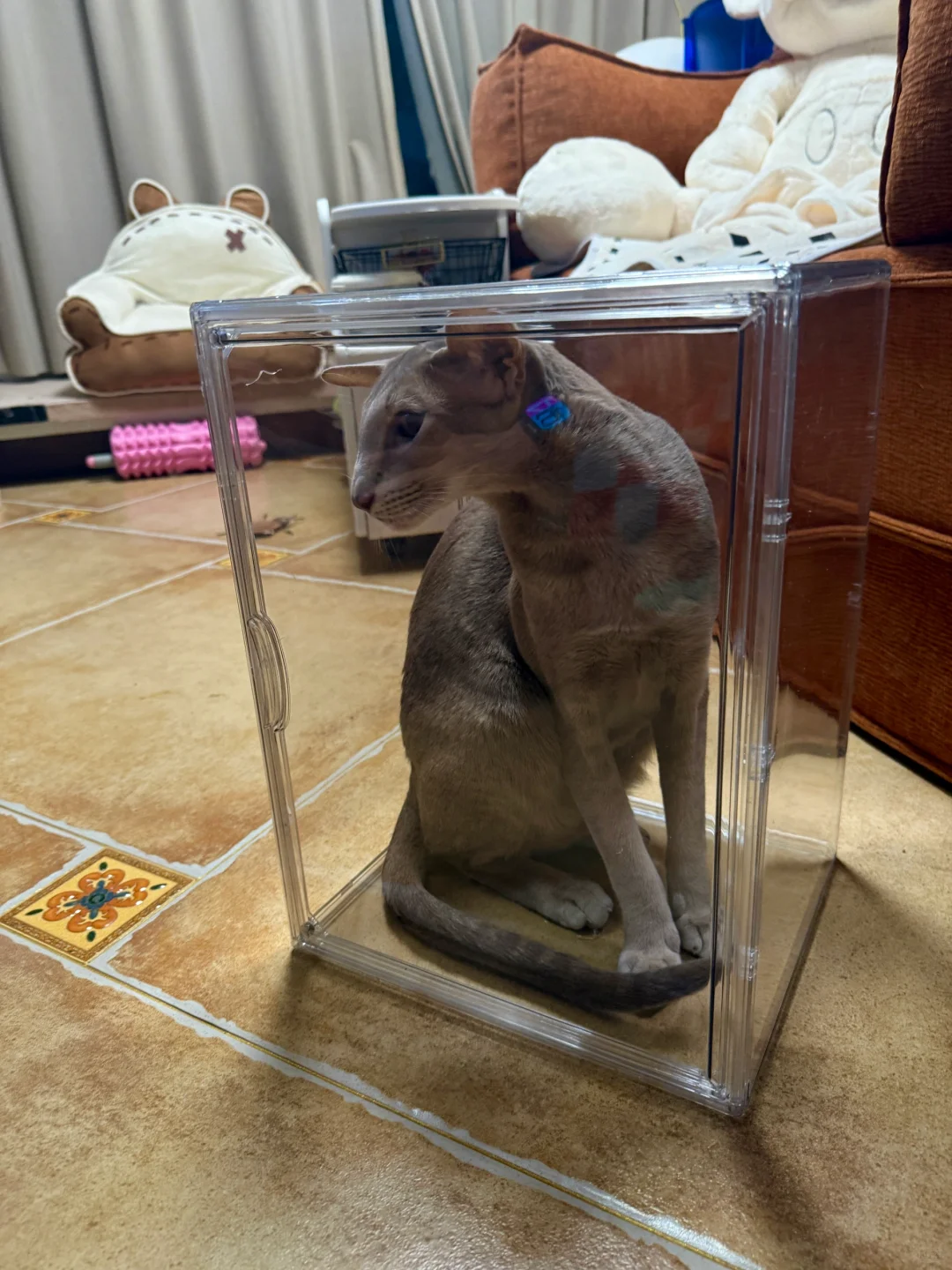 新买的手办，大家看看怎么样