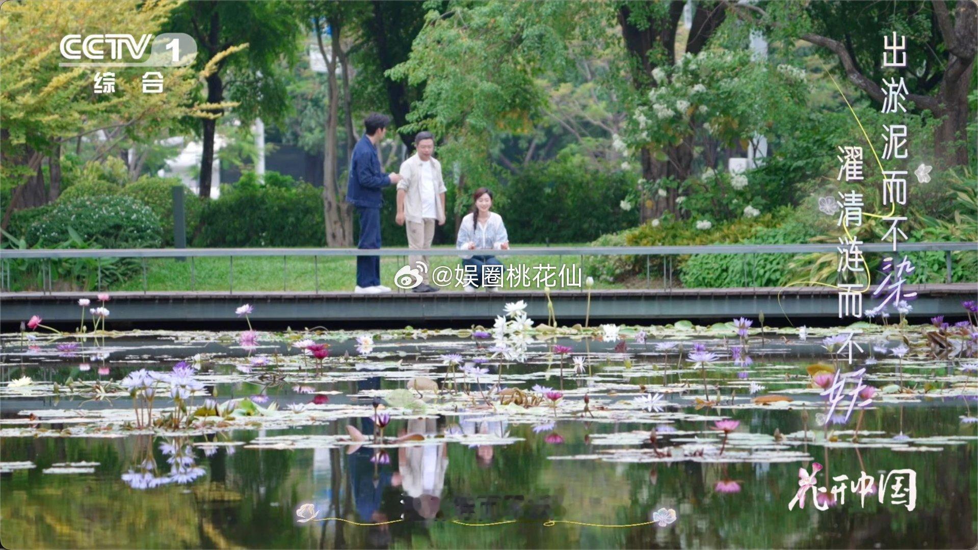 睡莲不是莲爱莲说的莲是什么花 总算分清啦，能结莲蓬的是荷花，也就是爱莲说里的莲，