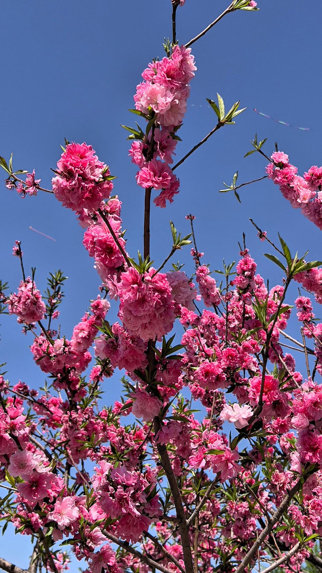 分享一张最近随手拍的照片蓝天下的粉色花朵，绽放出迷人的笑容，展现出浪漫与激情。晒
