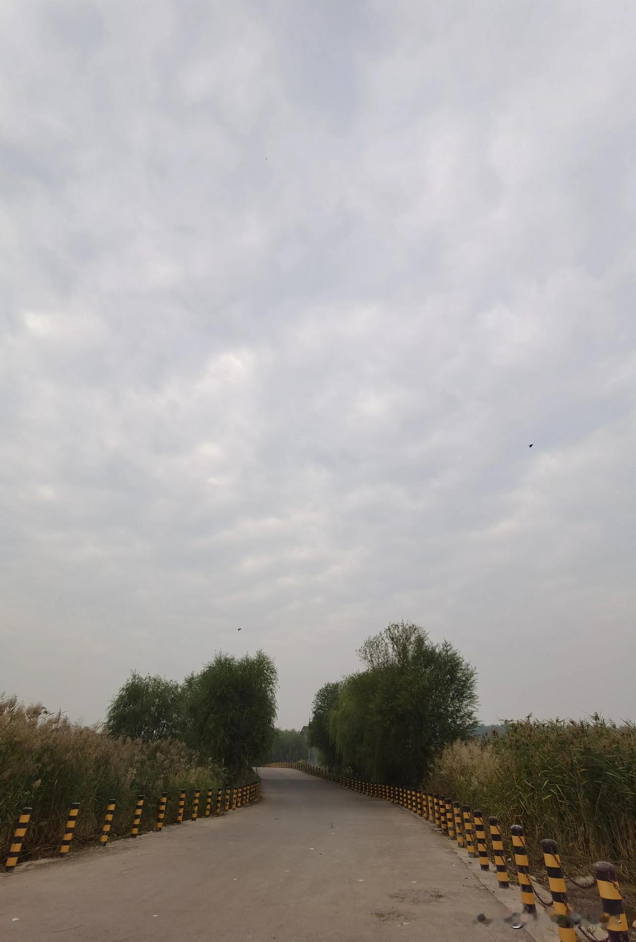 秋日拍天空，不经意间就会拍到南飞的鸟儿

#秋日生活打卡#