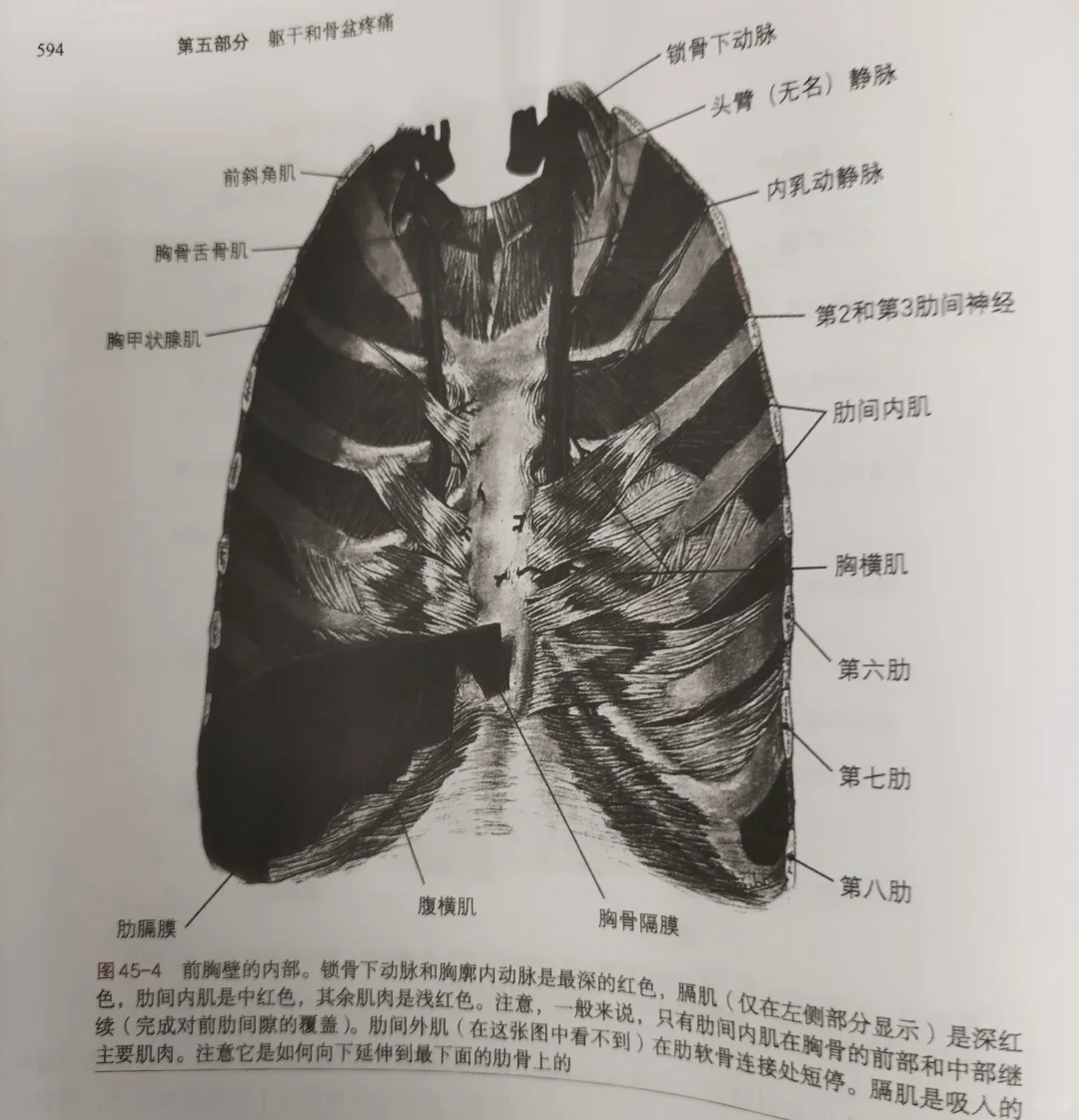 肋间肌和膈肌功能