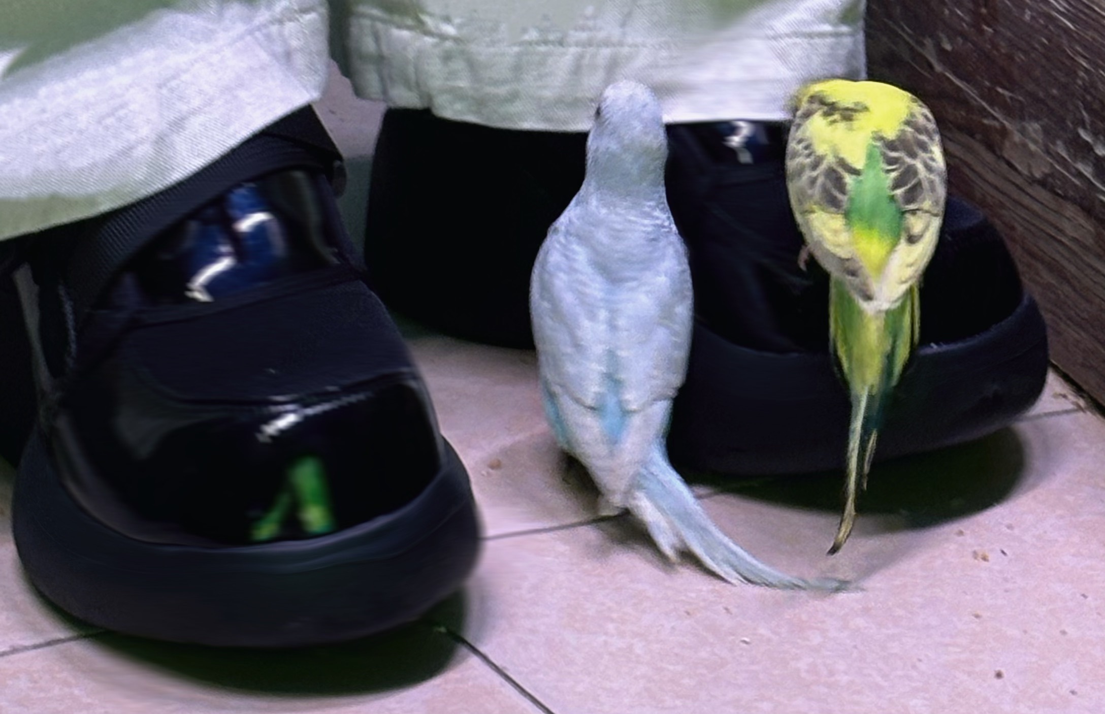 给你们介绍我的两只小鸟梅梅和妮妮