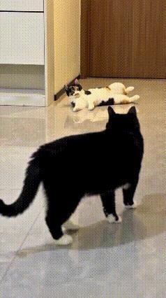 本来还在好奇猫妈和小猫比拼，谁能拿下上风。
猫妈身子轻轻一扭，动作干脆利落，可没