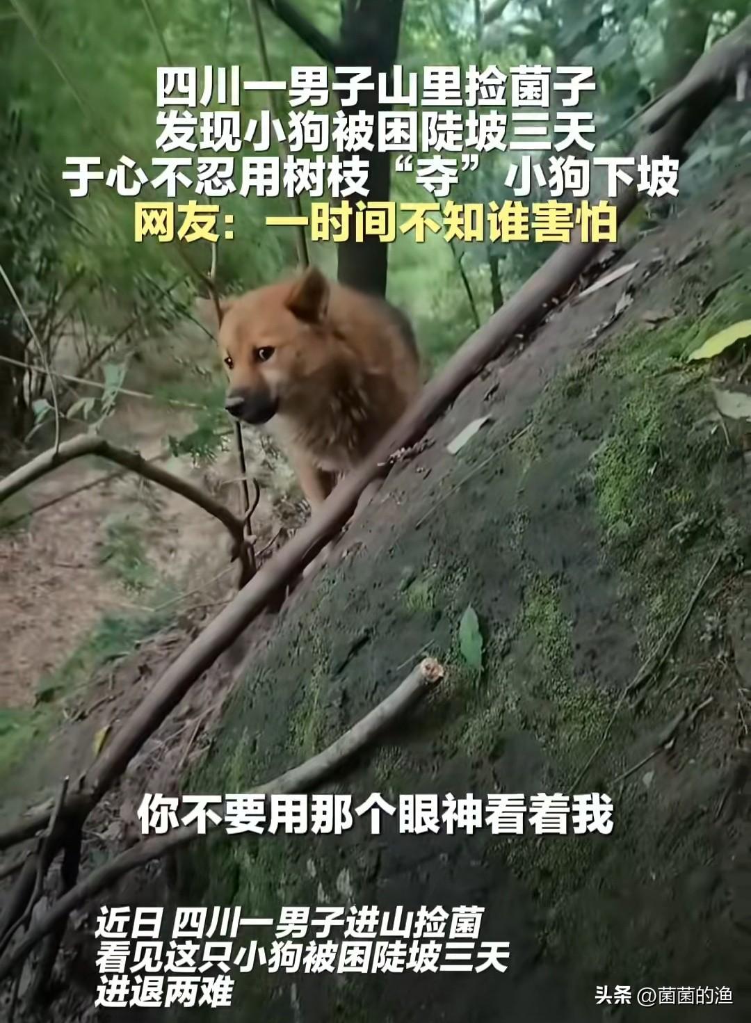 这小狗是懂“拿捏”的！大哥脸都吓白了，它还敢瞪人？进山捡个蘑菇，差点被吓出“恐狗