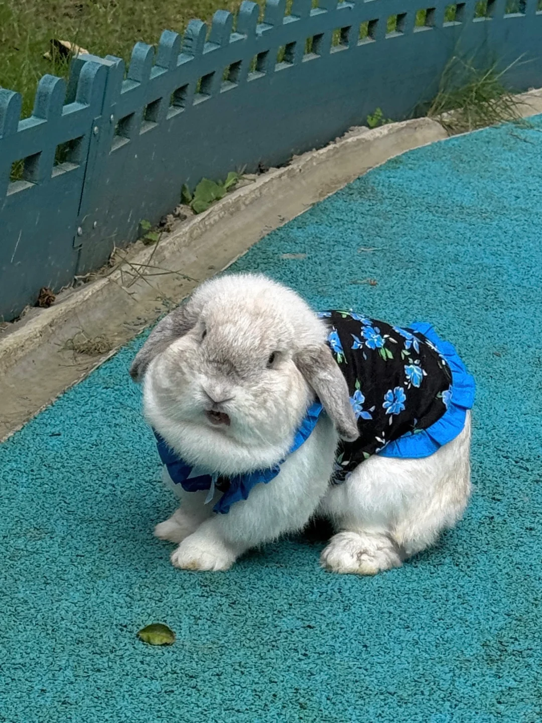 报告！这里有一只猪猪在骂人🤬