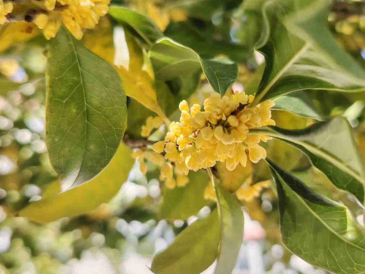 我的今日状态：💪🏻充满干劲
我这里的天气：🌤️多云