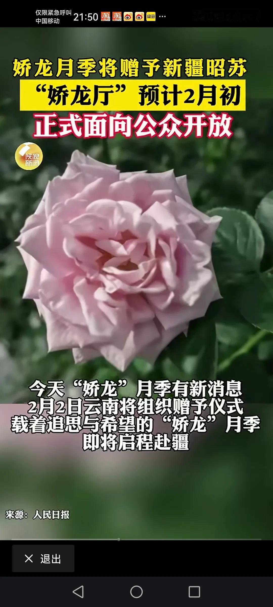 “娇龙月季”将由新彊昭苏相关人士从云南带回新疆种上。
希望“娇龙月季”能在祖国大