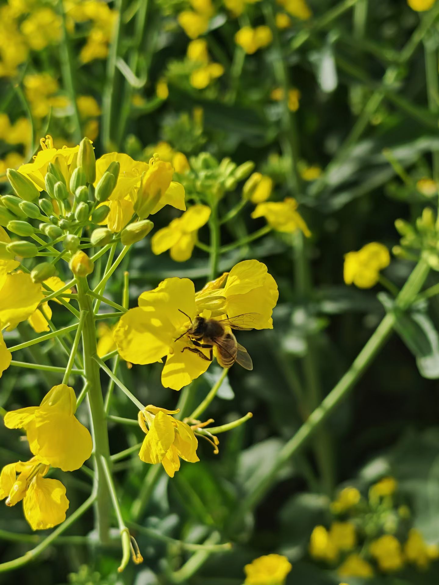 老家蒲城的油菜花，蜜蜂在欢快的歌唱～ 