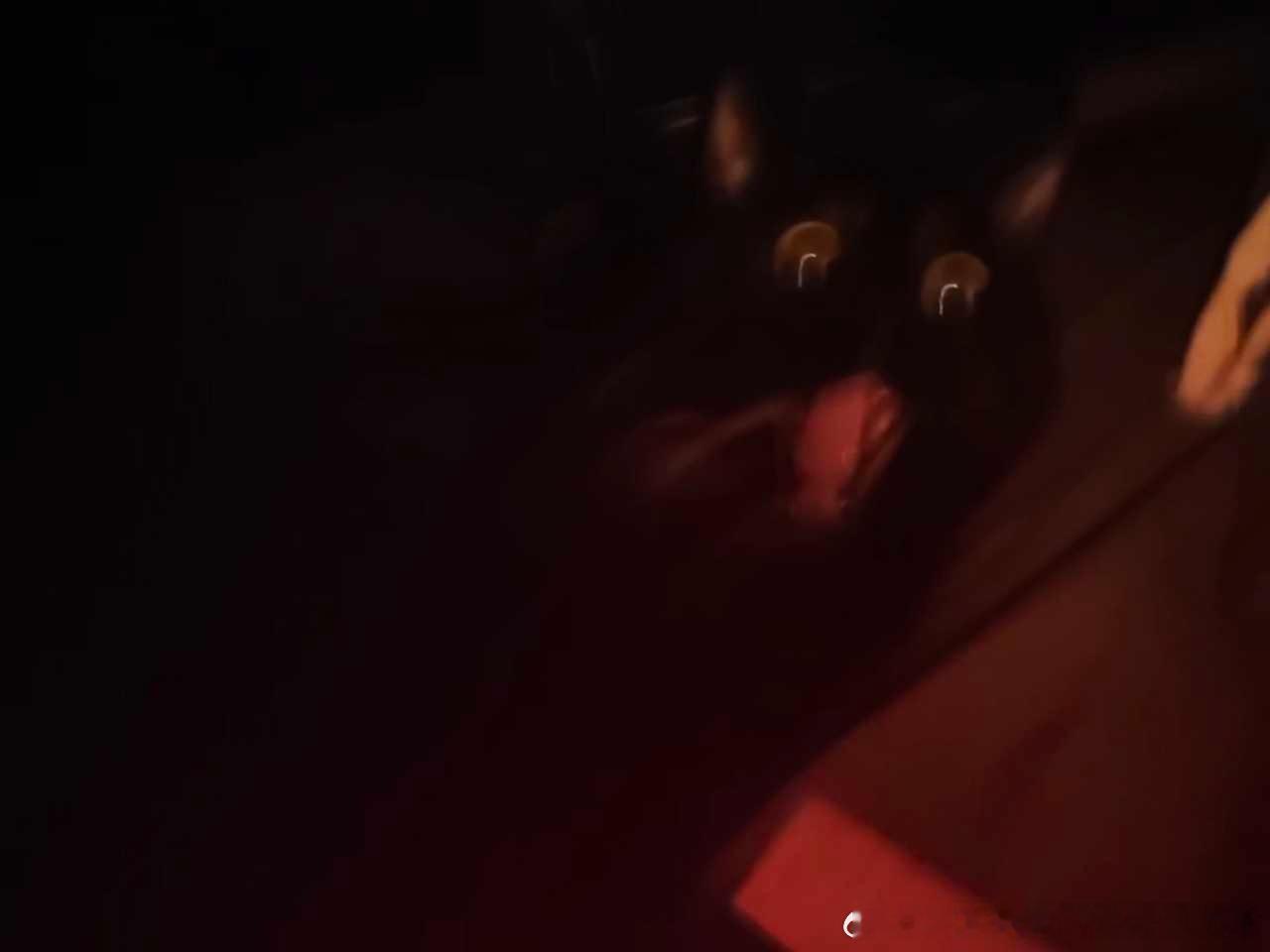 49601【丑猫】张力 