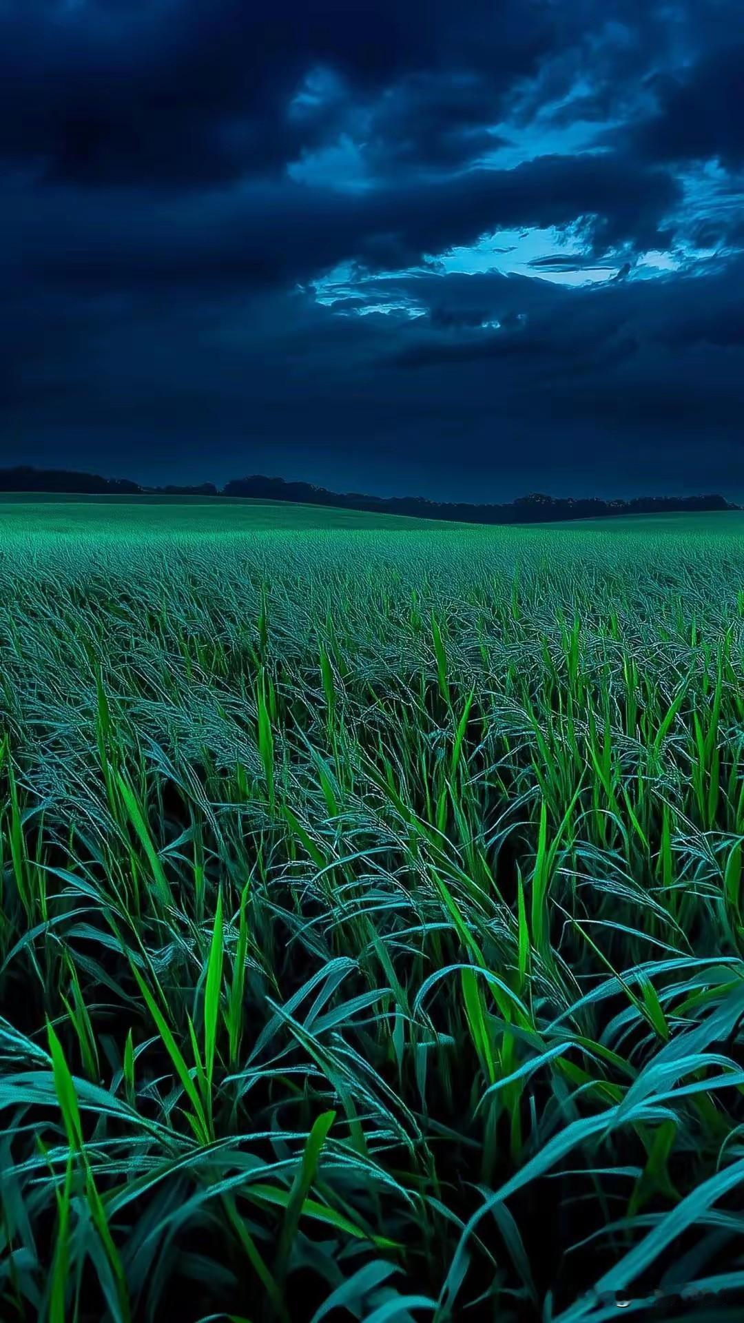 一片绿油油的田野在夜色中。